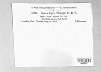 Ascochyta thaspii image